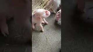 Cyclops piggy #shorts
