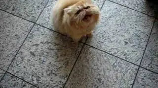 Persian Cats Crying for Food