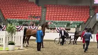 CT Morgan 2024 - Open Park Harness Championship