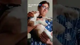 #flashback🧿🐾❤️#ytviral videos #ytshorts #cutepets🐶 #beagleslover #cute😍 #animallover🐶🥰👀