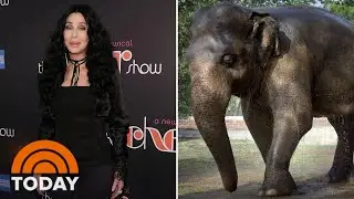 Cher Saves &lsquo;World&rsquo;s Loneliest Elephant&rsquo; Living In Pakistan Zoo For 35 Years | TODAY