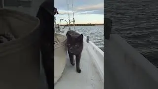 chasing rabbits