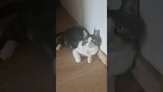 🙀Leia liegt im Flur weil Sommer🐾 #shortvideo #shortsvideo #katze #cat #catlover #katzenliebe #cats