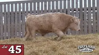 Lot 45 - ProChar 2020.mp4