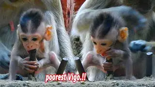 Very pitiful cutest skinny baby wildlife Vigo looks so hungry but poorest mother Vegas is tired