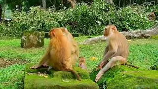 O.M.G What Happened? Baby Monkey Fight For Survival! Cutest Monkey Moment You'll See Today