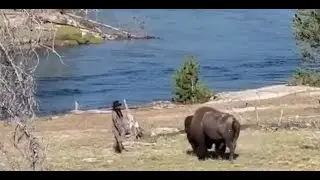 Man taunts Yellowstone bison