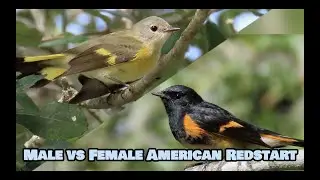 Comparison of Male and Female American Redstart| BirdsyTV