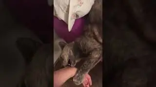 Instant karma #cat #angrycat #shenanigans #epicfail #shorts