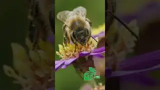 Магия пчёл &ndash; сердце природы! #Shorts