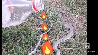 Fire vs snake