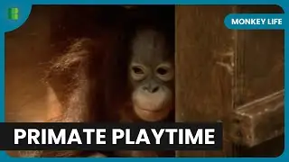 Baby Orangutan&rsquo;s First Steps on Grass - Monkey Life - Documentary