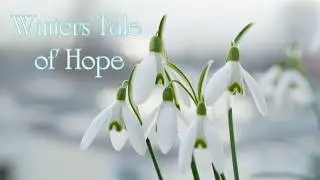 The Snowdrop's Haunting Beauty | A Legend Hidden in Frost