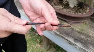 Bonsai Watering Assessment with chopstick