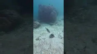A small fish chases divers away from its territory.