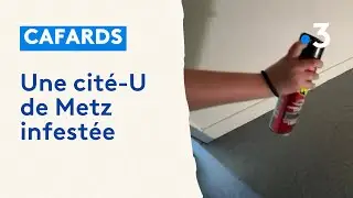 Des cafards en cit&eacute; U sur le campus du Saulcy &agrave; Metz