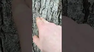Pulling against the lean of a tree and cutting tutorial 