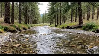 🔴LIVE Calm Relaxing River Flow in a Pine Forest | Soothing River for Stress Relief