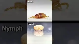 Знаете ли вы, что КЛЕЩИ сбрасывают кожу?