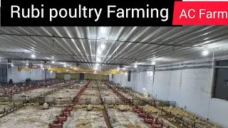 Boiler poultry pharming AC Farm #live 