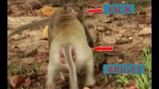 Two Monkey Cross Each Other ,How To See Monkey Briget Mama And adult Monkey Jack on Laterite