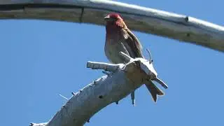 Cassin&rsquo;s Finch