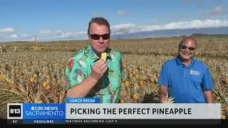 Lunch Break: Pineapples