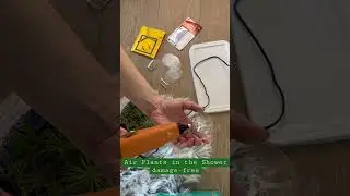 How to hang air plants in your shower. Easy #diy #airplants #houseplants