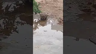 beautiful pic monkey drink water #monkey #water #shorts #viral