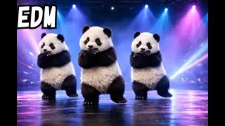 Baby Panda EDM Dance 🐼🔥 | Cute but Cool Stage Performance