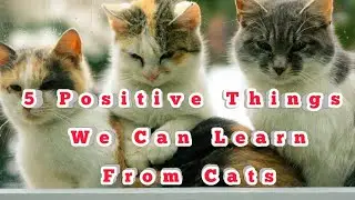 5 Unexpected Life Lessons You Can Learn From Cats