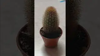 how to take care of tiny pincushion cactus short care guide(tutorial) #plant #plants #indoorplant