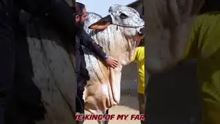 #cow #cowmandi #cowmandikarachi #cowmandipakistan #cowmandilover #cowmandi2023