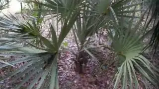Sabal etonia palms in south cental Florida, November 2016