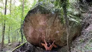 Reine Claude (7b) - Laxia
