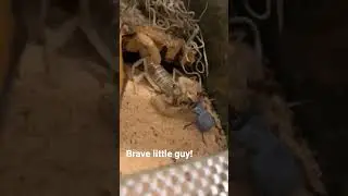 Scorpion shares prey with a Blue Death Feigning Beetle.