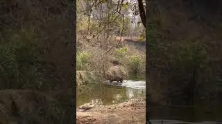 #bally tiger #shedegaon