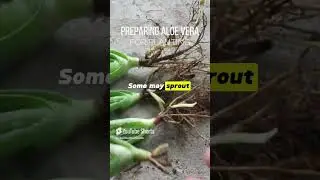 Trimming Aloe vera Roots