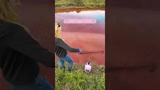 Насколько безопасны красители для пруда? 🧐