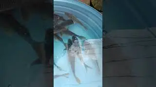 local fish vendor #viralvideo #music #shorts