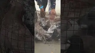 for Sela New Pigeon video in Bareilly Market #new_video #viral_video #viral #2023