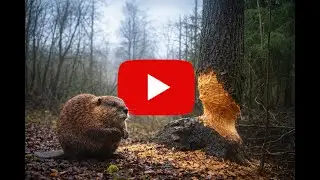 The Forest Comes Alive Again