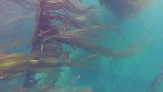 Freediving Alaska