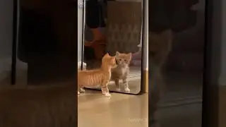 The kitten became interested in its reflection in the mirror#kitten