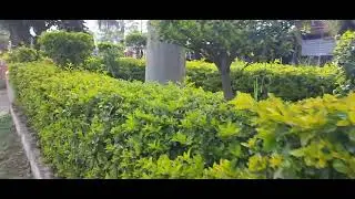 🌲Greenery at Werabe City🌿