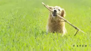 Glyde Mobility Chews | About Glyde | What is Osteoarthritis?