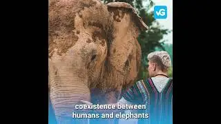 Save Elephants by Bee Keeping 🐘🐝