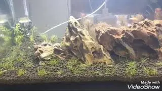 Small budget planted tanks #dextersworld #namastekerala #m4tech #jiojoseph