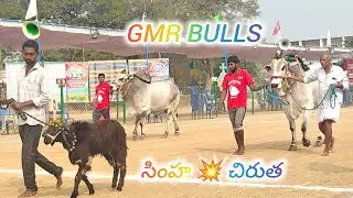 రెంటచింతల న్యూ కేటగిరి1వ.GMR బుల్స్ (సింహ 💥 చిరుత ) కొల్లిపొర గ్రామం