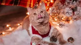 Cat Music🎵 Calming Music for Cats Left Alone | Stop Anxiety, Meowing & Destructive Behavior 🐱